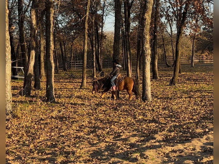 Kuce szetlandzkie Wałach 12 lat 102 cm Gniadodereszowata in Weatherford, TX