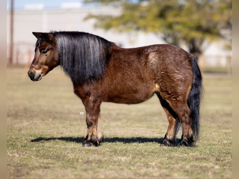 Kuce szetlandzkie Wałach 12 lat 102 cm Gniadodereszowata in Weatherford, TX