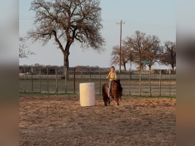 Kuce szetlandzkie Wałach 12 lat 102 cm Gniadodereszowata in Weatherford, TX