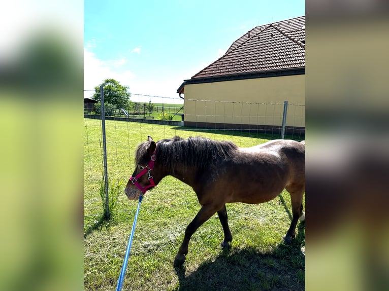 Kuce szetlandzkie Mix Wałach 12 lat 114 cm in Oberhautzental