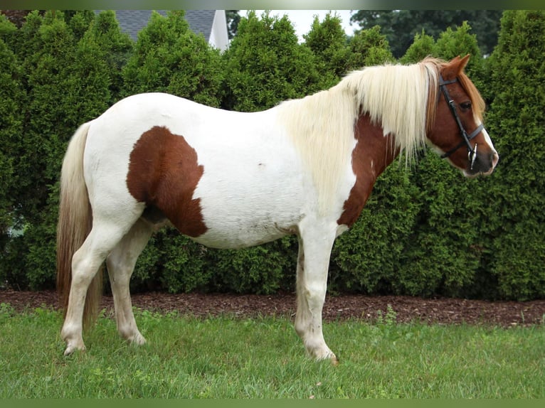 Kuce szetlandzkie Wałach 12 lat 122 cm Ciemnokasztanowata in Highland MI