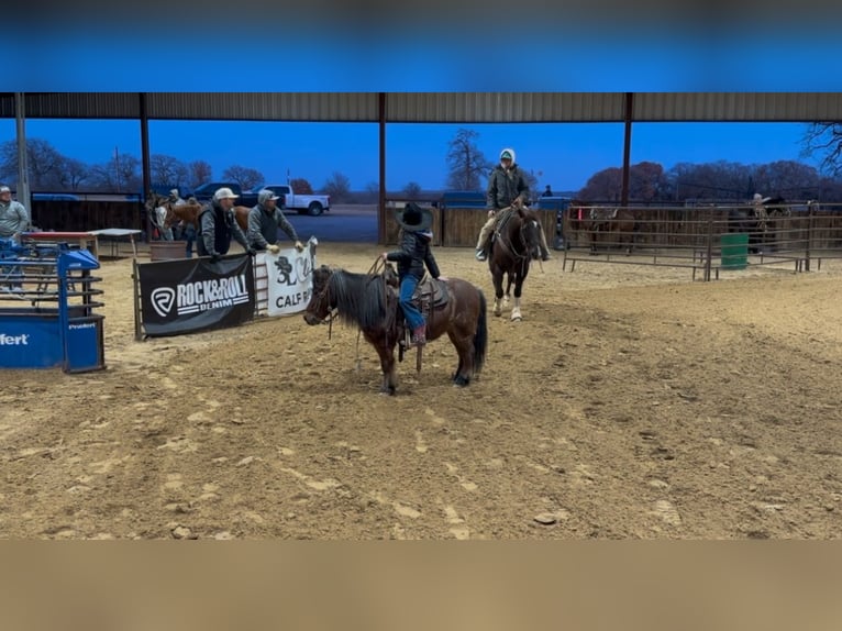 Kuce szetlandzkie Wałach 13 lat 102 cm Gniadodereszowata in Weatherford, TX