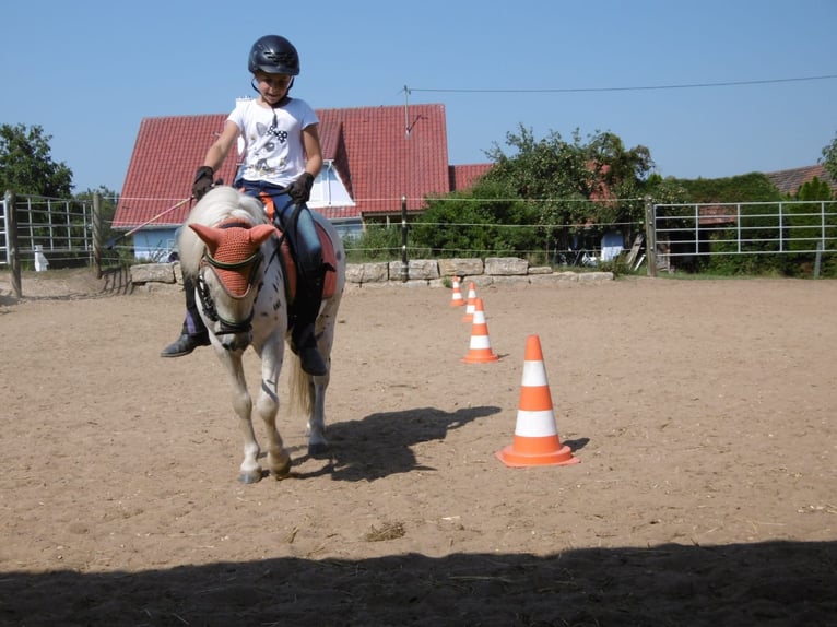 Kuce szetlandzkie Wałach 13 lat 110 cm Tarantowata in Daiting