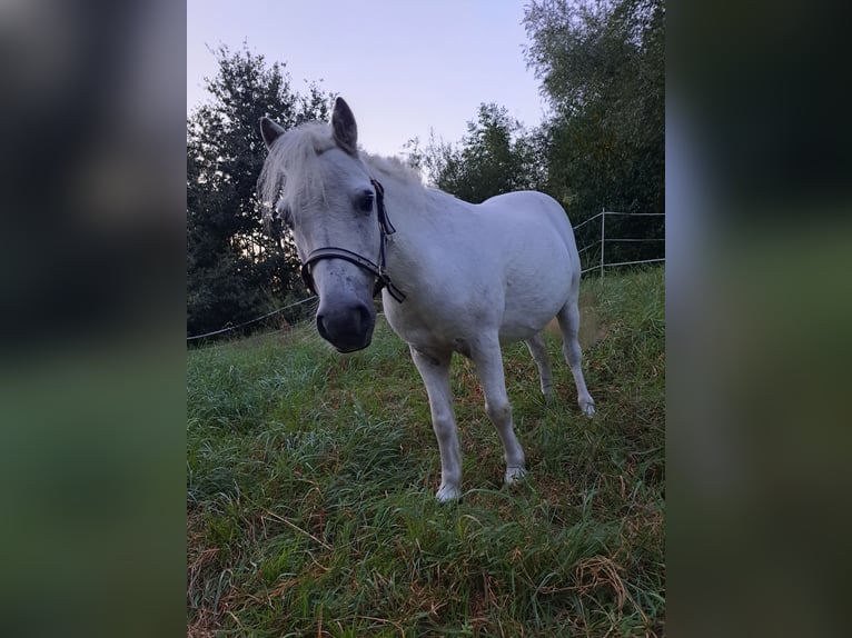 Kuce szetlandzkie Wałach 13 lat 95 cm Siwa in Grettstadt