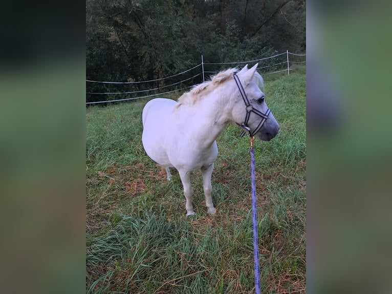 Kuce szetlandzkie Wałach 13 lat 95 cm Siwa in Grettstadt