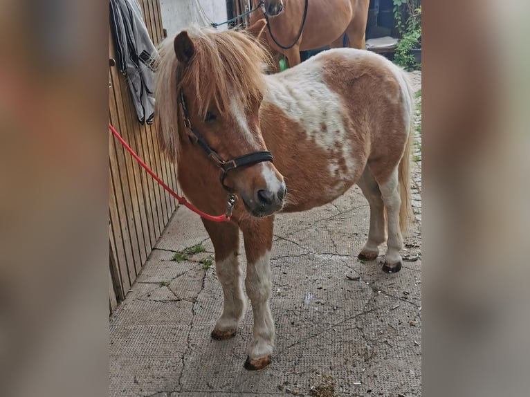 Kuce szetlandzkie Wałach 14 lat 115 cm Kasztanowata in Weißenohe