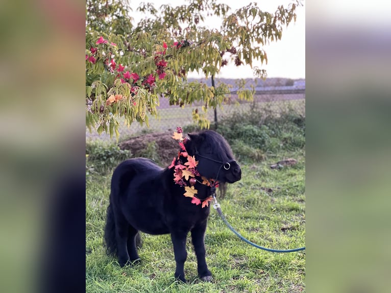 Kuce szetlandzkie Wałach 15 lat 85 cm Kara in Ahrensfelde