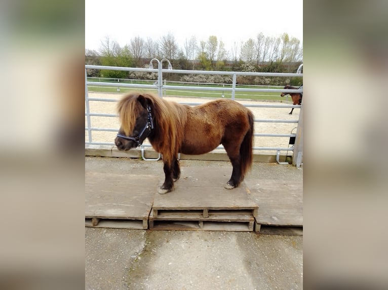 Kuce szetlandzkie Wałach 16 lat 100 cm Kara in Schärding