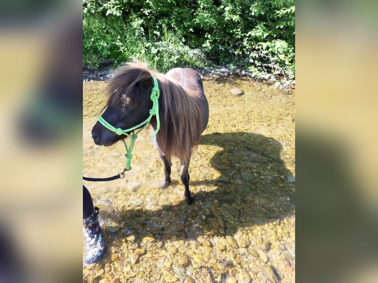 Kuce szetlandzkie Wałach 16 lat 100 cm Kara in Schärding