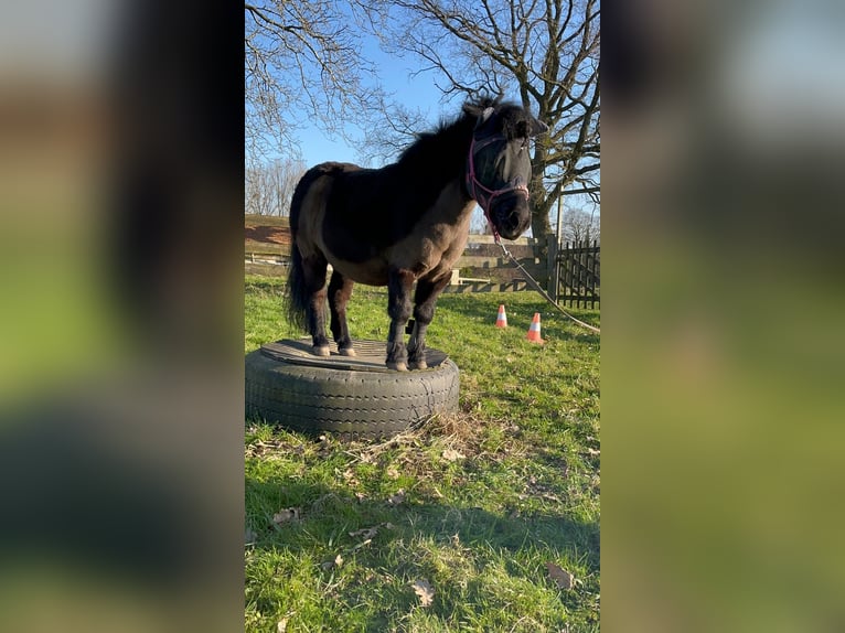 Kuce szetlandzkie Wałach 16 lat 92 cm in Bad Salzuflen