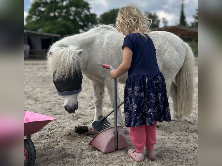 Kuce szetlandzkie Wałach 16 lat 95 cm Siwa in Zetel