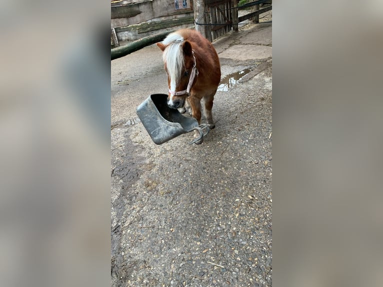 Kuce szetlandzkie Mix Wałach 17 lat 99 cm Kasztanowata in Dürnau