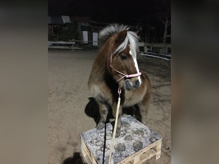 Kuce szetlandzkie Mix Wałach 17 lat 99 cm Kasztanowata in Dürnau