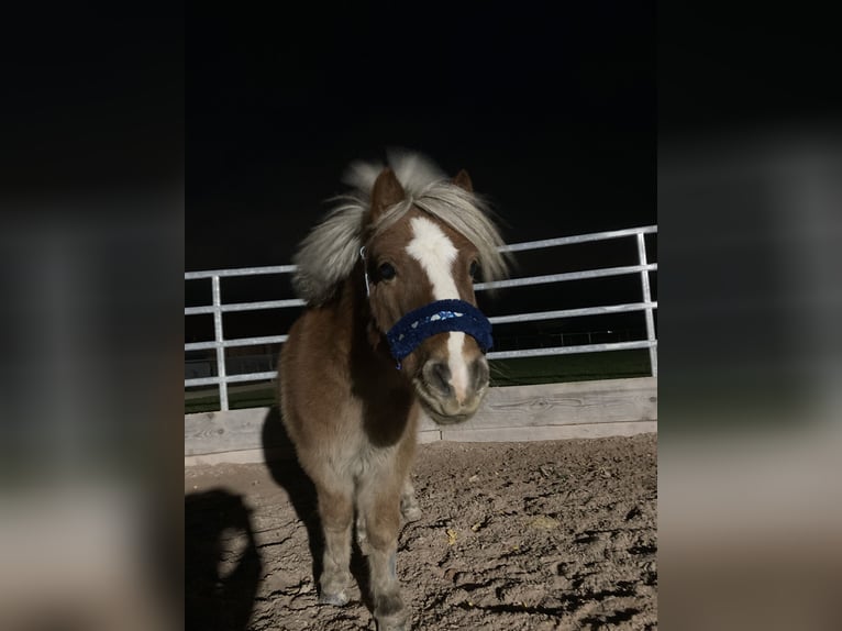 Kuce szetlandzkie Wałach 18 lat 99 cm Kasztanowata in Bad Boll