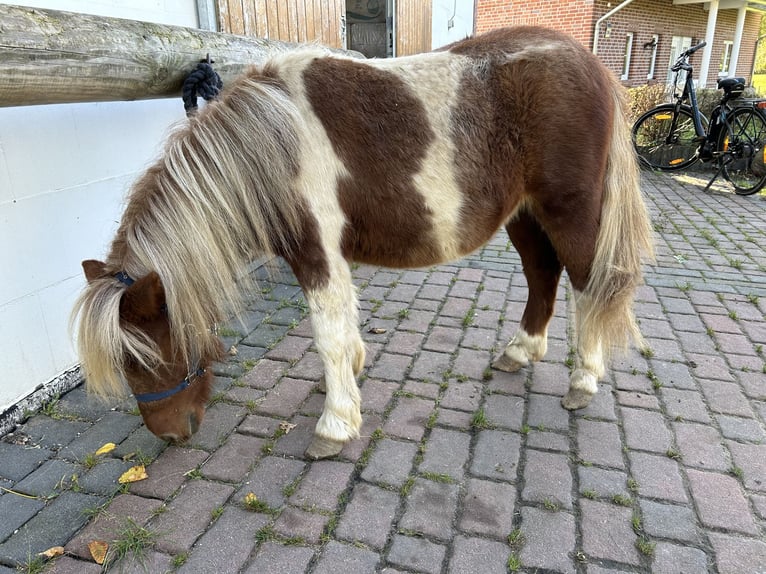 Kuce szetlandzkie Wałach 1 Rok 98 cm Srokata in Hamburg Lemsahl-Mellingstedt