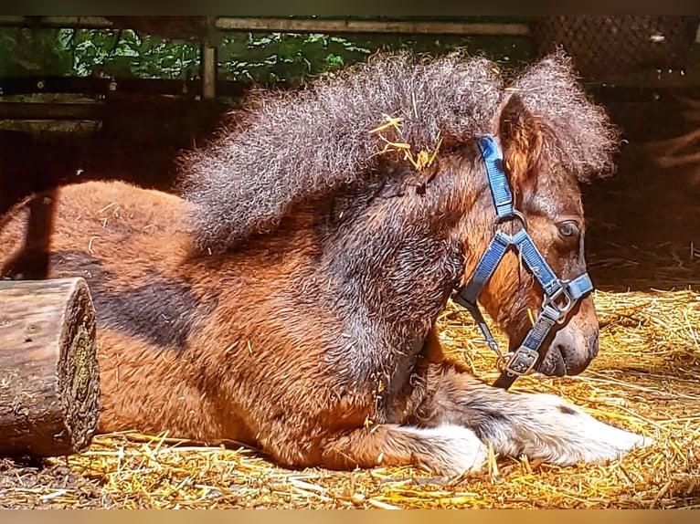 Kuce szetlandzkie Wałach 1 Rok in SulzbergSulzberg