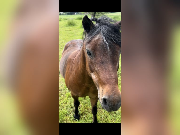 Kuce szetlandzkie Mix Wałach 20 lat 125 cm Gniada in Baunatal