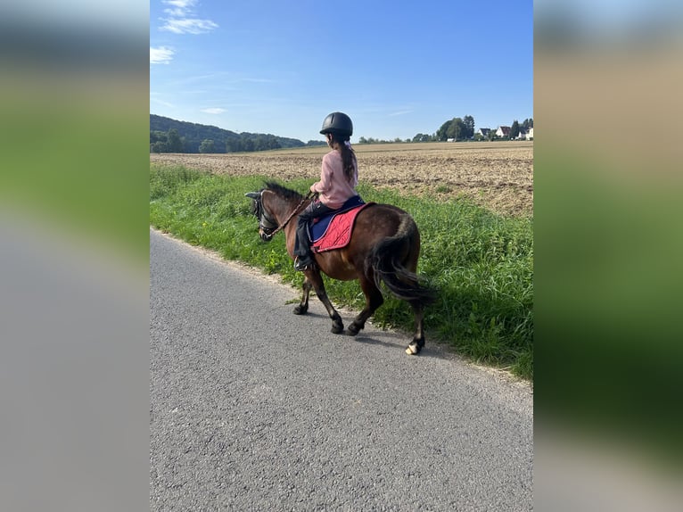 Kuce szetlandzkie Mix Wałach 20 lat 125 cm Gniada in Baunatal