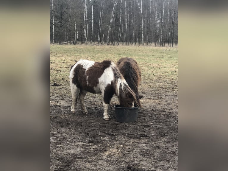 Kuce szetlandzkie Mix Wałach 33 lat 105 cm Srokata in Ribbesbüttel