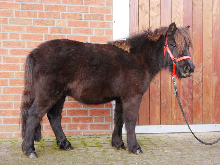 Kuce szetlandzkie Wałach 3 lat 100 cm in Dorsten