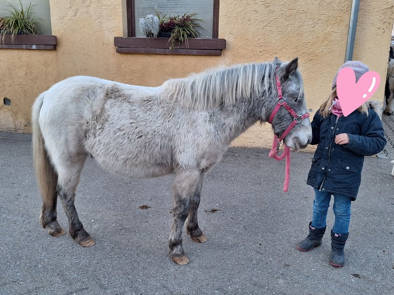 Kuce szetlandzkie Wałach 3 lat 105 cm Kasztanowata in Argenbühl