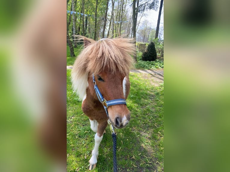 Kuce szetlandzkie Wałach 3 lat 105 cm Srokata in Bramsche