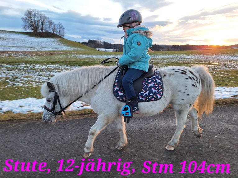 Kuce szetlandzkie Wałach 3 lat 107 cm Srokata in Argenbühl