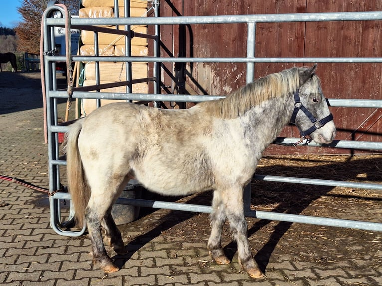 Kuce szetlandzkie Wałach 3 lat 107 cm Srokata in Argenbühl