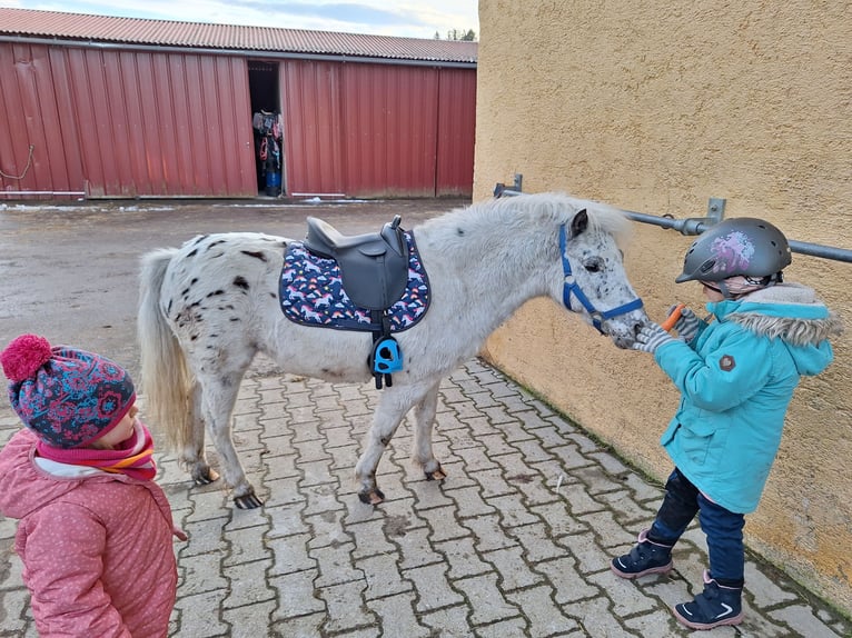 Kuce szetlandzkie Wałach 3 lat 107 cm Srokata in Argenbühl