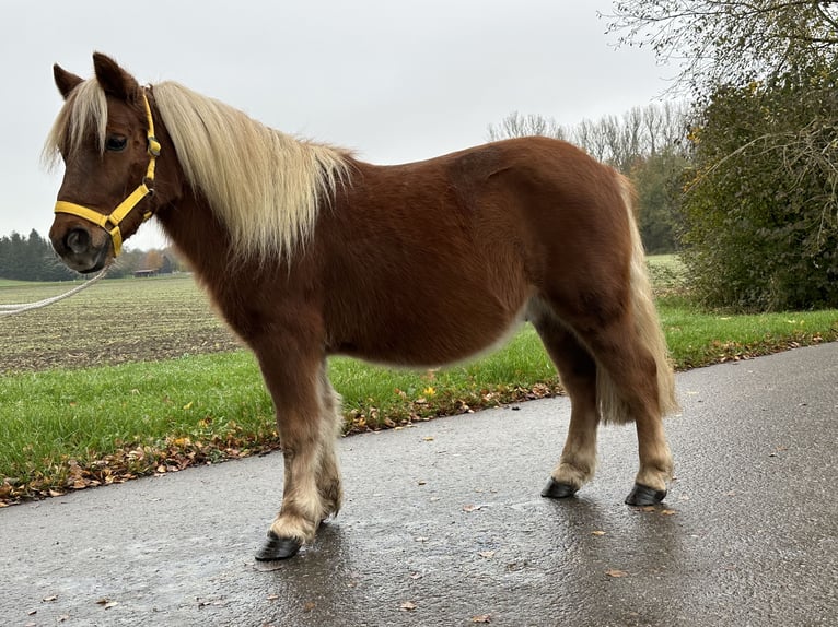 Kuce szetlandzkie Wałach 3 lat 110 cm Kasztanowata in Riedlingen