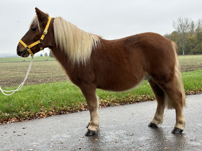 Kuce szetlandzkie Wałach 3 lat 110 cm Kasztanowata in Riedlingen