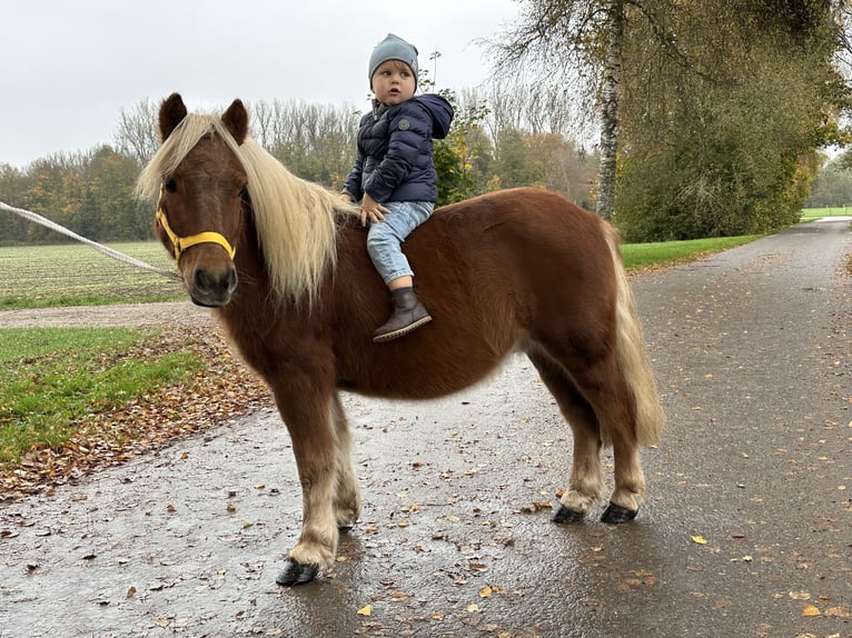 Kuce szetlandzkie Wałach 3 lat 110 cm Kasztanowata in Riedlingen