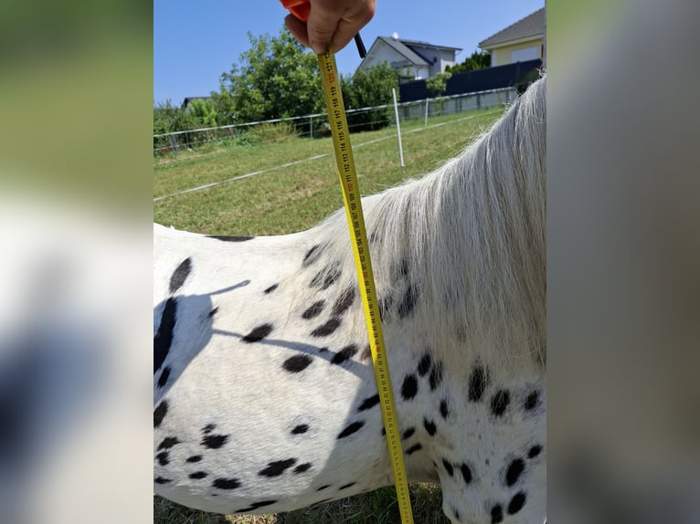 Kuce szetlandzkie Wałach 3 lat 110 cm Tarantowata in Oberwart