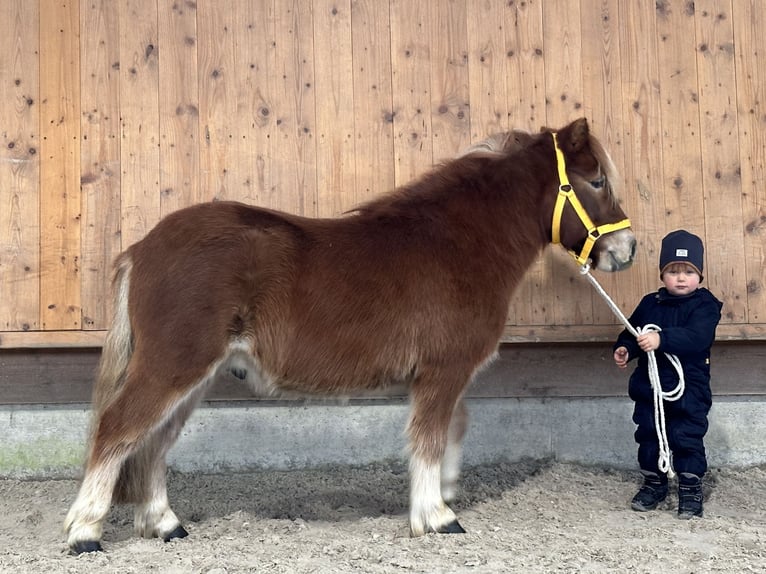 Kuce szetlandzkie Wałach 3 lat 114 cm Kasztanowata in Riedlingen