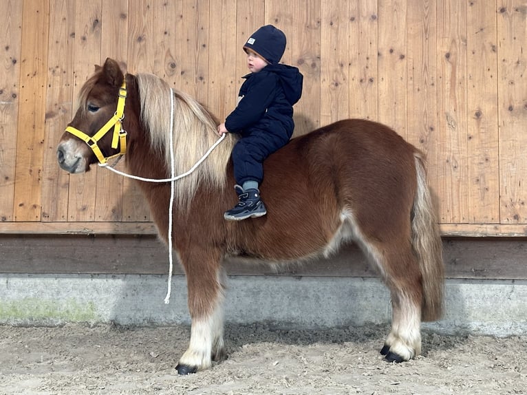 Kuce szetlandzkie Wałach 3 lat 114 cm Kasztanowata in Riedlingen