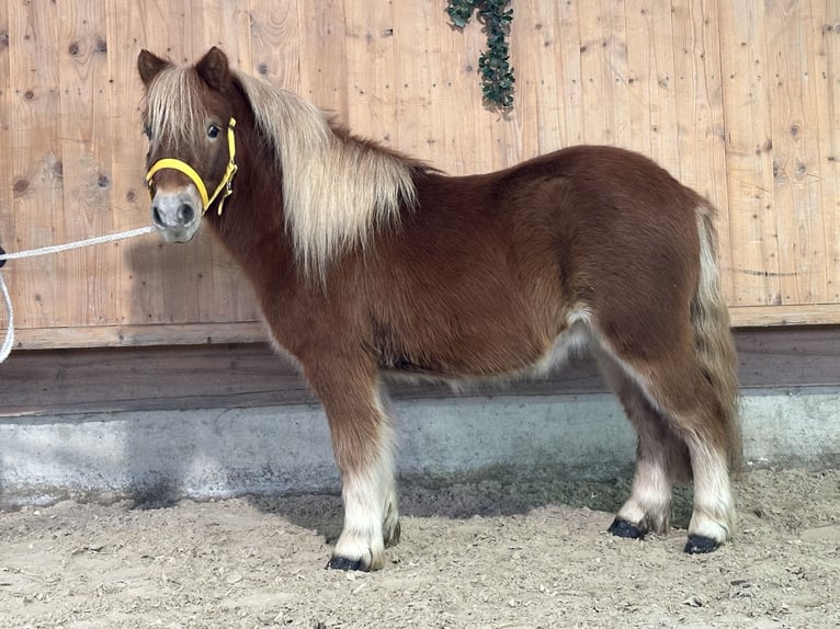 Kuce szetlandzkie Wałach 3 lat 114 cm Kasztanowata in Riedlingen