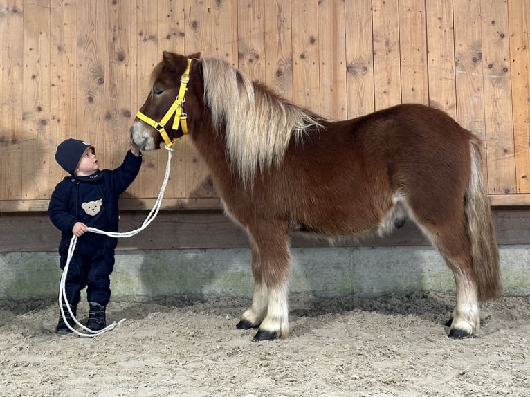 Kuce szetlandzkie Wałach 3 lat 114 cm Kasztanowata in Riedlingen