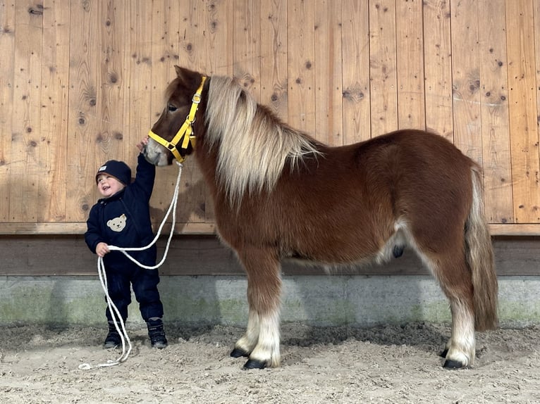 Kuce szetlandzkie Wałach 3 lat 114 cm Kasztanowata in Riedlingen