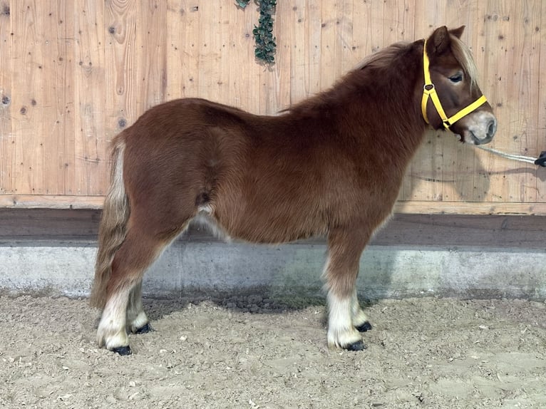 Kuce szetlandzkie Wałach 3 lat 114 cm Kasztanowata in Riedlingen