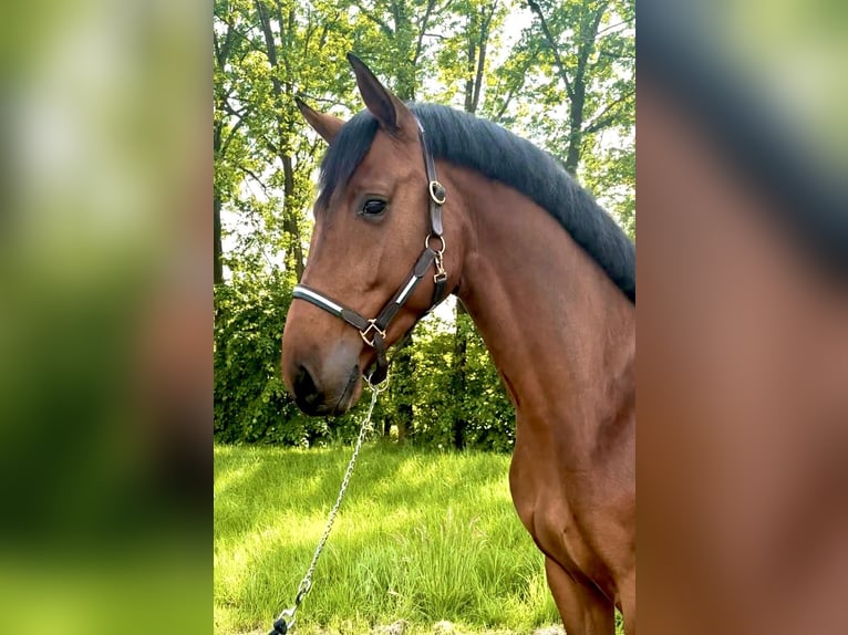 Kuce szetlandzkie Wałach 3 lat 168 cm Gniada in Haag Dorf