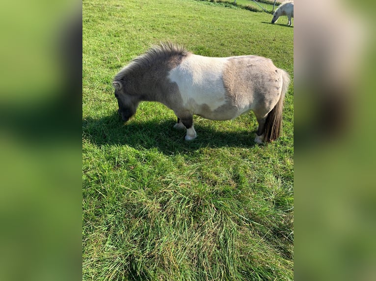 Kuce szetlandzkie Wałach 3 lat 75 cm Gniada in Kranzberg