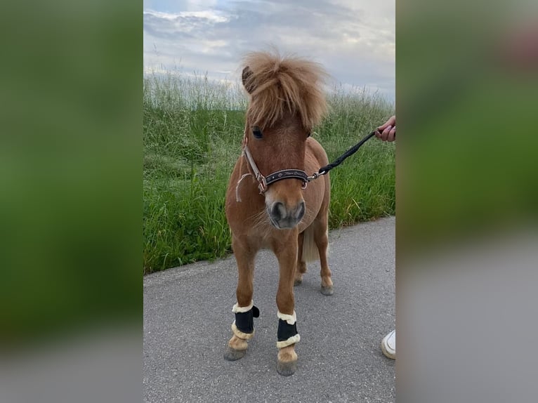 Kuce szetlandzkie Wałach 3 lat 83 cm Kasztanowata in Gerlenhofen