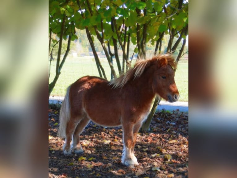 Kuce szetlandzkie Wałach 3 lat 83 cm Kasztanowata in Gerlenhofen