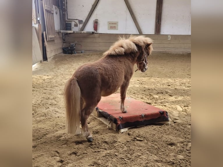 Kuce szetlandzkie Wałach 3 lat 83 cm Kasztanowata in Gerlenhofen