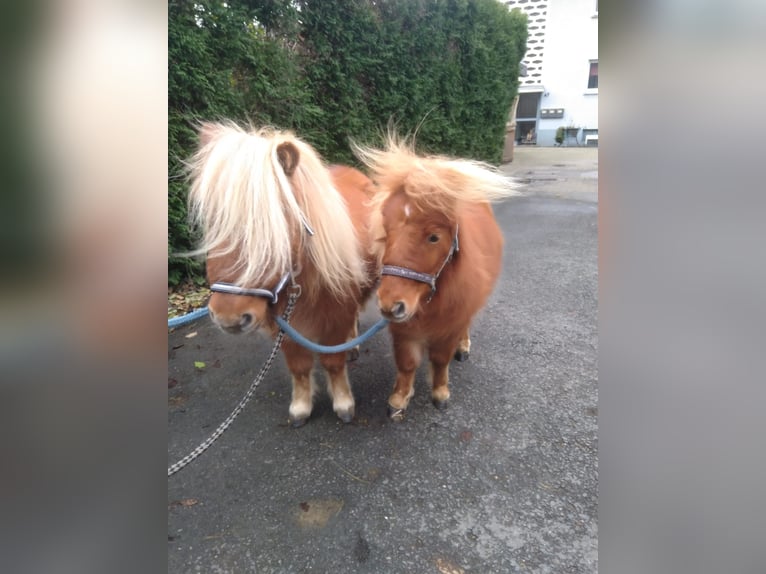 Kuce szetlandzkie Mix Wałach 3 lat 85 cm Kasztanowata in Bad Oeynhausen