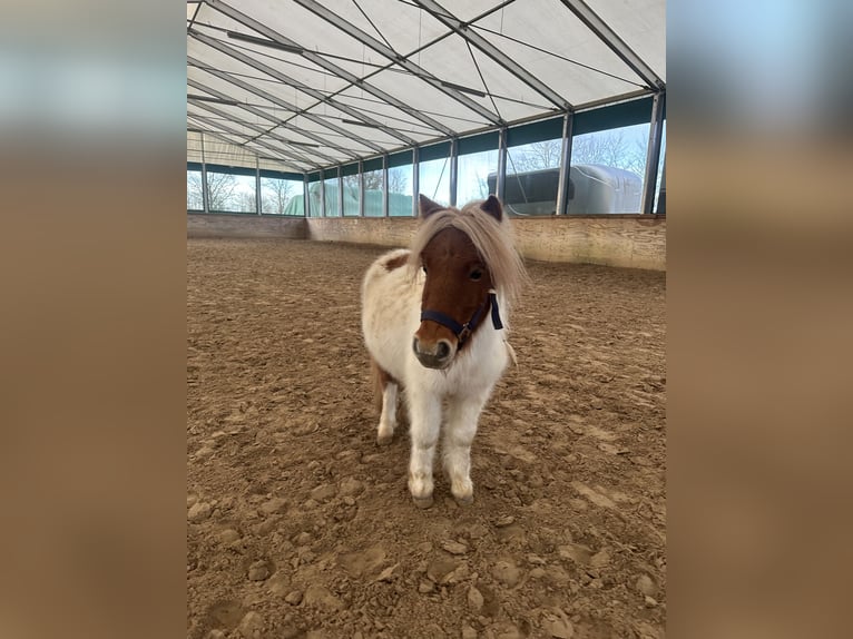 Kuce szetlandzkie Wałach 3 lat 95 cm Srokata in Babenhausen