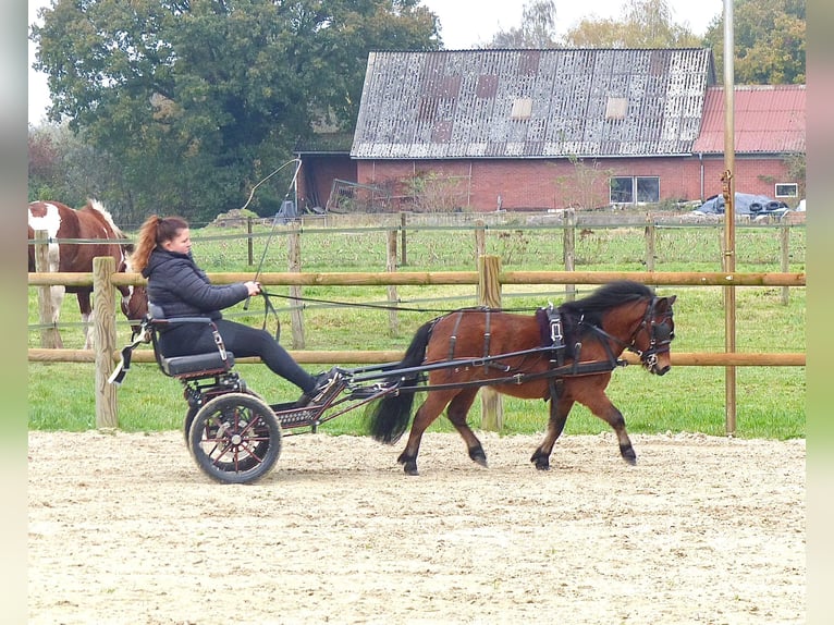 Kuce szetlandzkie Wałach 3 lat 97 cm Gniada in Halle