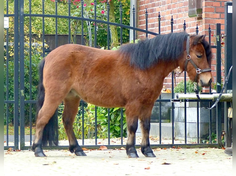 Kuce szetlandzkie Wałach 3 lat 97 cm Gniada in Halle