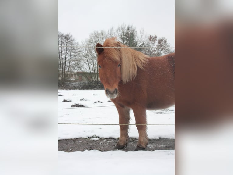 Kuce szetlandzkie Wałach 4 lat 100 cm Kasztanowata in Sitzensen