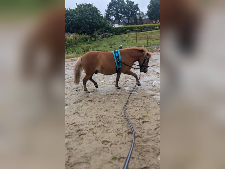 Kuce szetlandzkie Wałach 4 lat 100 cm Kasztanowata in Sitzensen